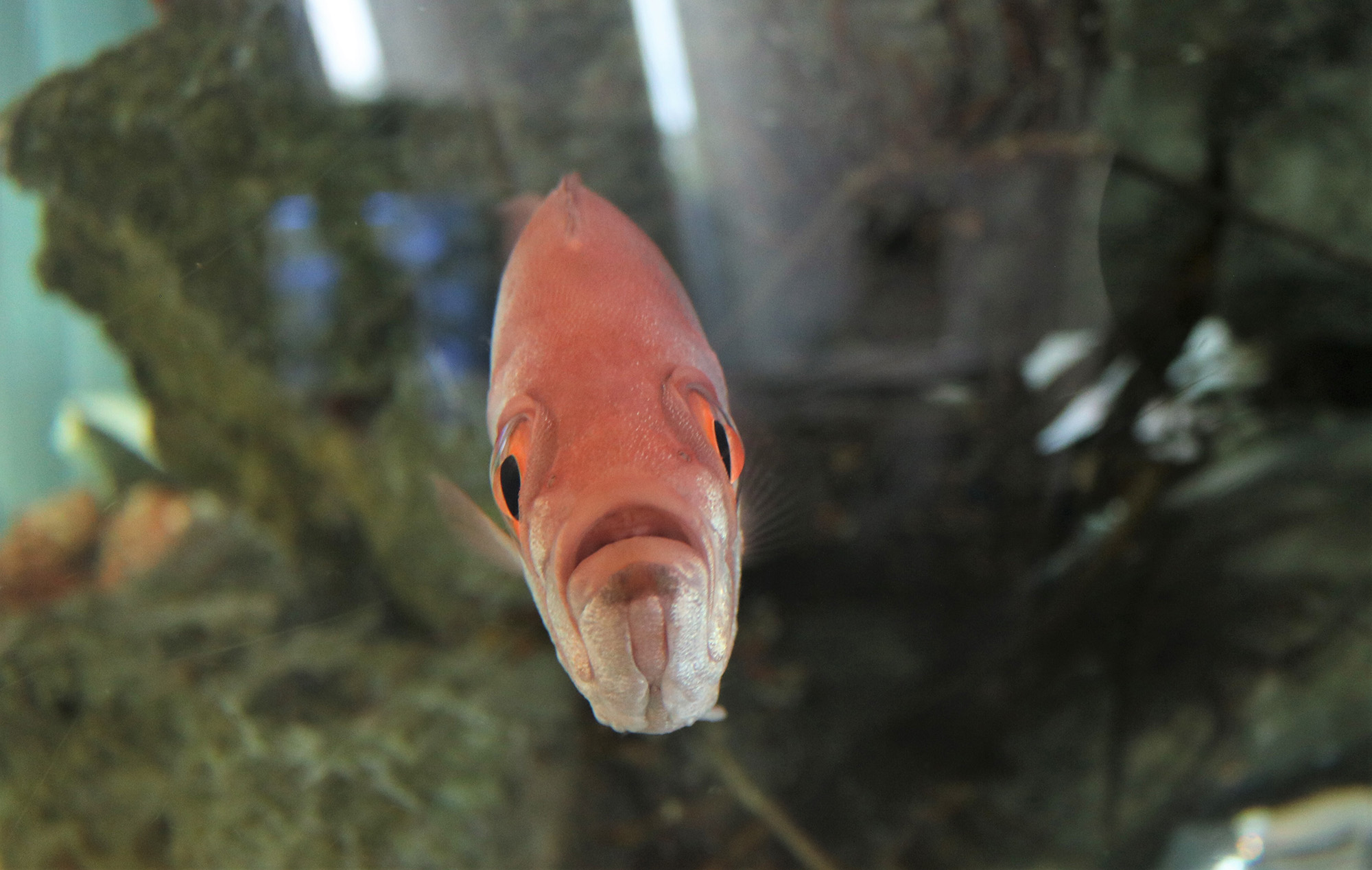 ぴえん 魚や 密すぎ 魚がエントリー アクアマリンふくしま流行魚大賞 開催中 あとなびマガジン