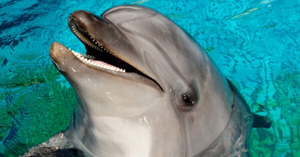 京都水族館のハンドウイルカが初の妊娠 8月出産予定 あとなびマガジン