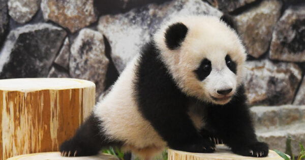 フィリップローレストンのパンダの親子 パンダの「楓浜」 親子で運動場デビュー｜あとなびマガジン