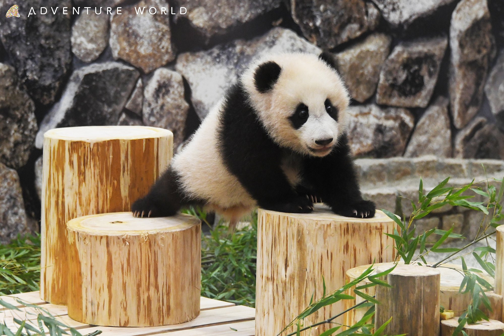 パンダの「楓浜」 親子で運動場デビュー｜あとなびマガジン