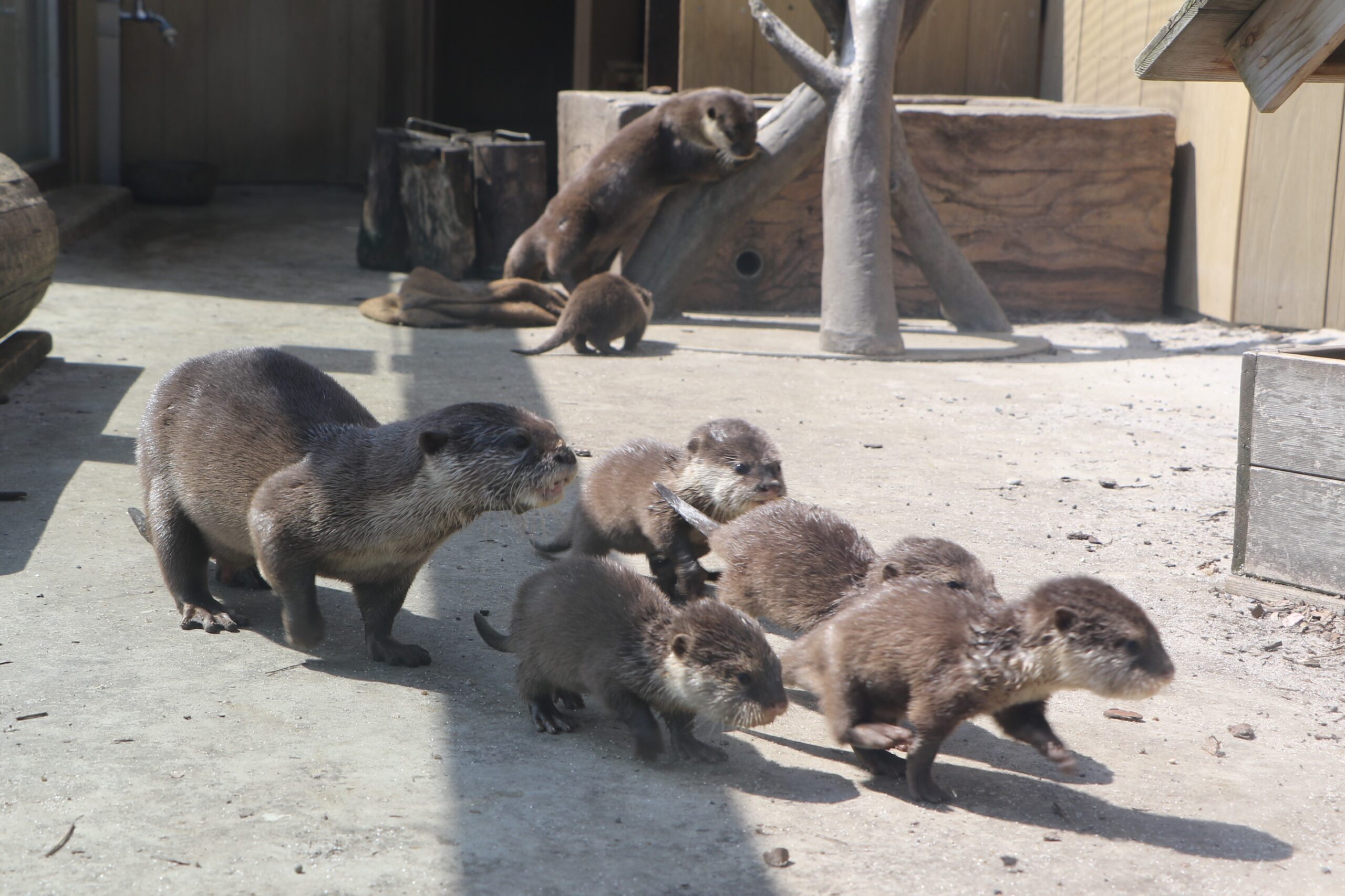 シーパラにコツメカワウソとハイイロアザラシの赤ちゃん誕生 一般公開 あとなびマガジン シーパラにコツメカワウソとハイイロアザラシの赤ちゃん誕生 一般公開 あとなびマガジン