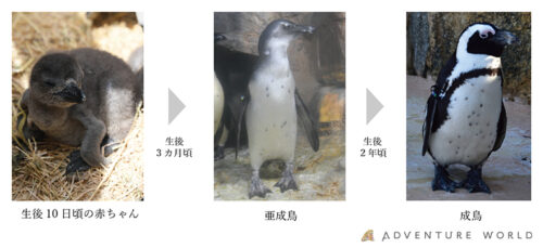 4羽のケープペンギンの赤ちゃんがアドベンチャーワールドに誕生 ガジェット通信 Getnews