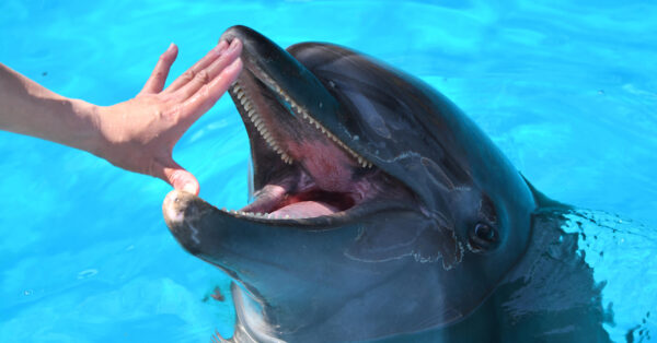 イルカの歯2本セット e98765d8dea9d081fbd4b9cbdfa7df