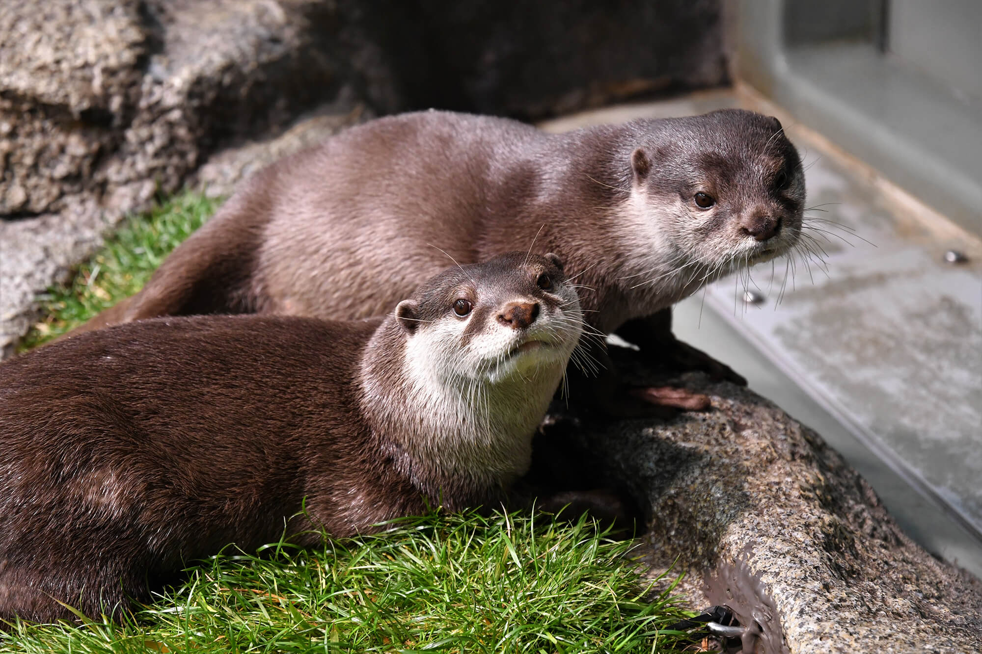 カワウソ編 みんなで考えよう 世界ペンギン カワウソの日 サンシャイン水族館で7 5 あとなびマガジン