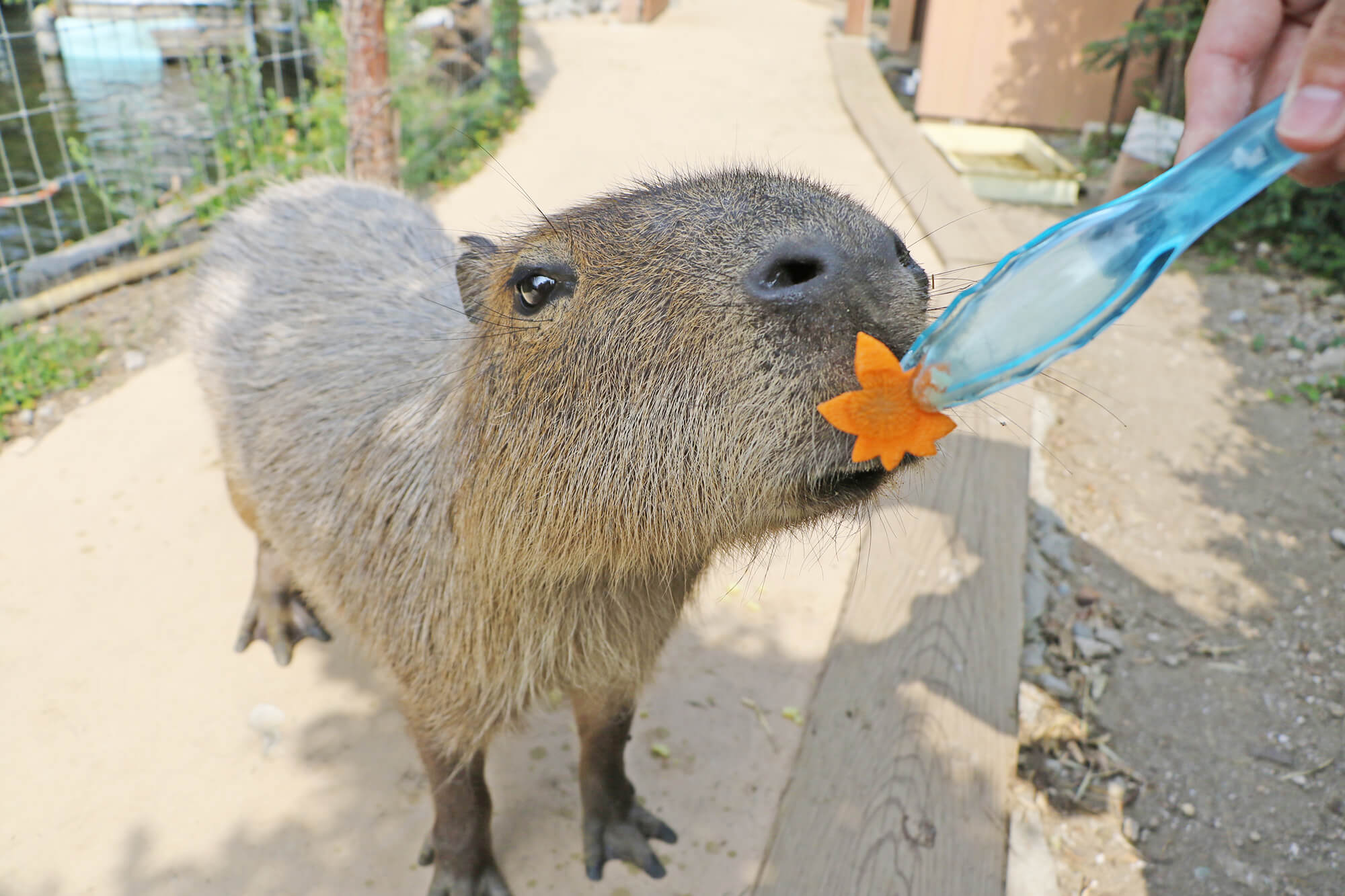 シーパラの生きものとスポーツの秋 食欲の秋を満喫 アキパラ 開催 あとなびマガジン シーパラの生きものとスポーツの秋 食欲の秋を満喫 アキパラ 開催 あとなびマガジン