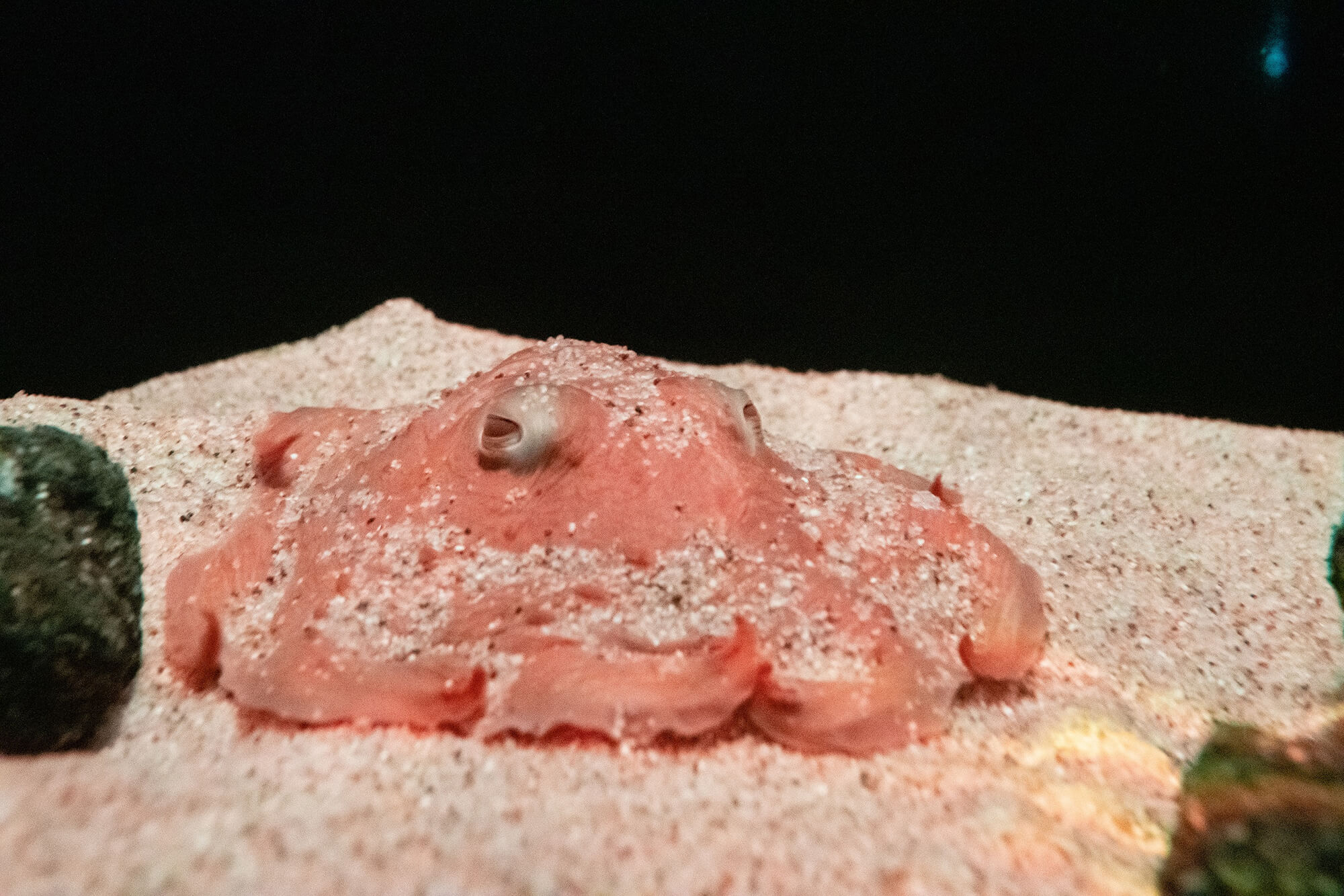 日本記録なるか「メンダコ」サンシャイン水族館で展示41日目｜あとなび