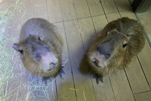 カワスイ、民事再生手続を開始 水族館運営は継続