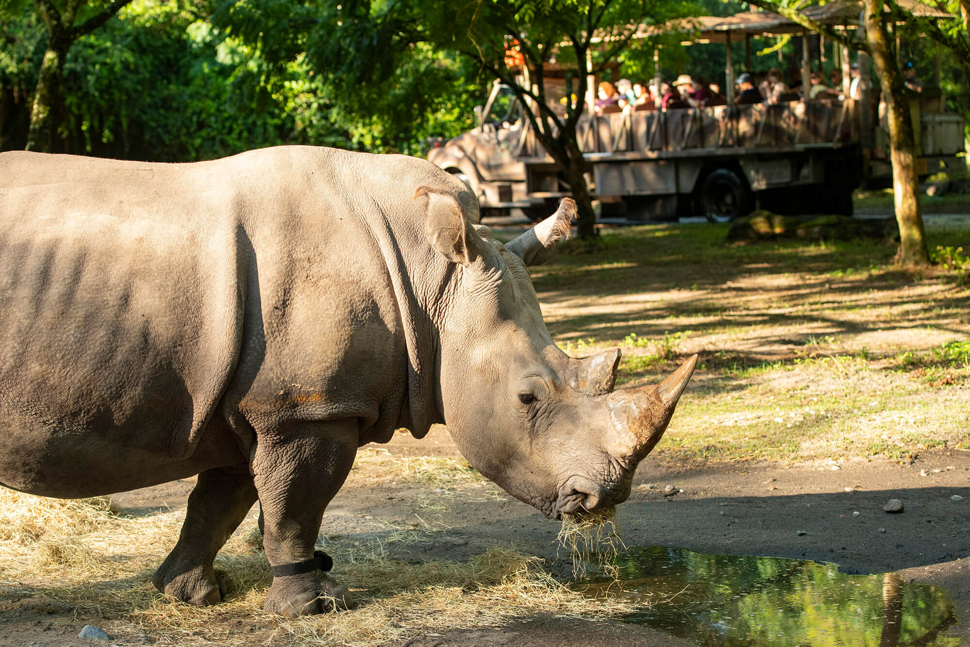 ディズニー アニマルキングダムでシロサイがフィットネストラッカーを着用 絶滅危惧種の研究のため あとなびマガジン