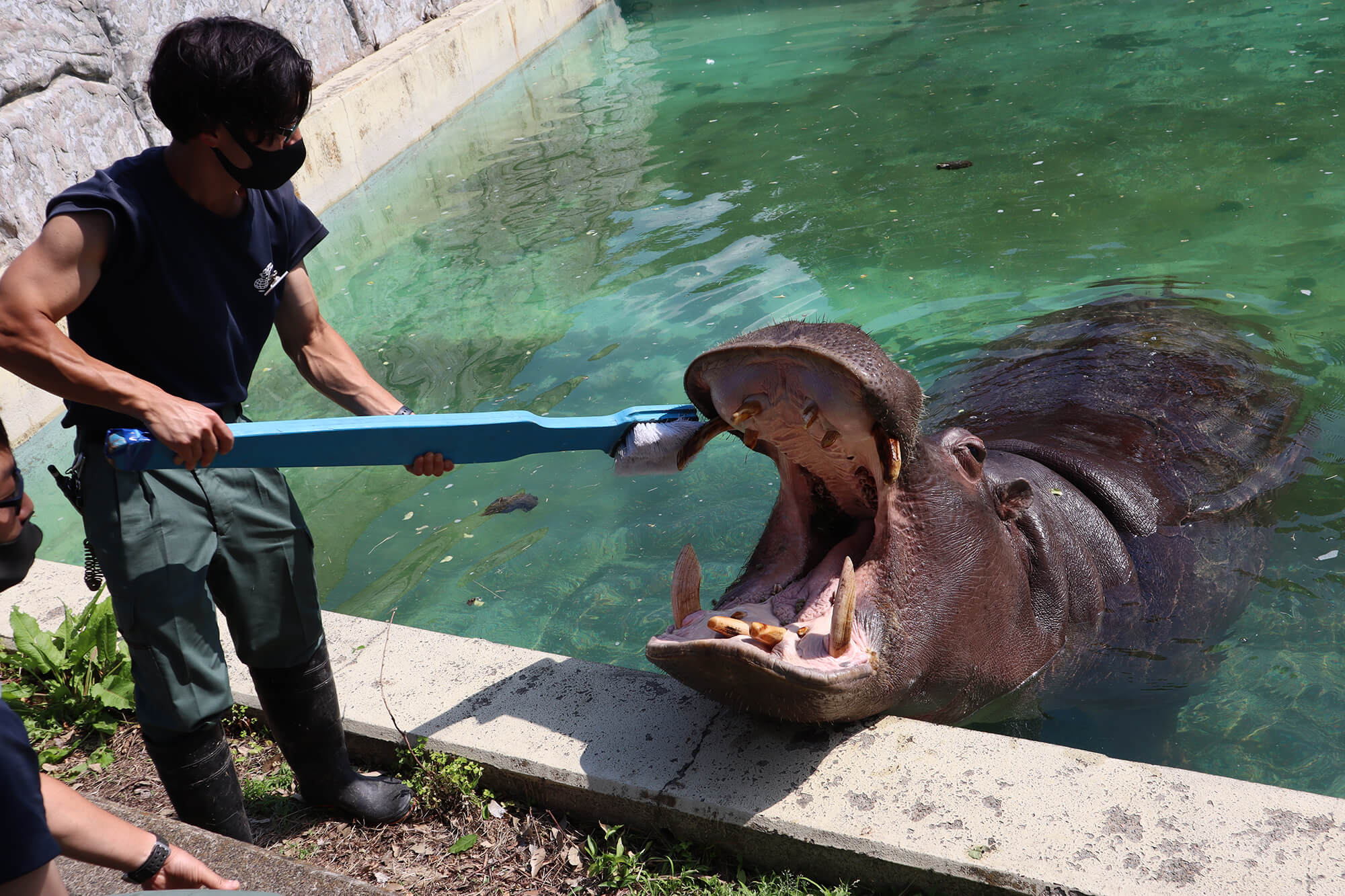 巨大ブラシでカバの歯みがき 東武動物公園で3年ぶり開催 あとなびマガジン