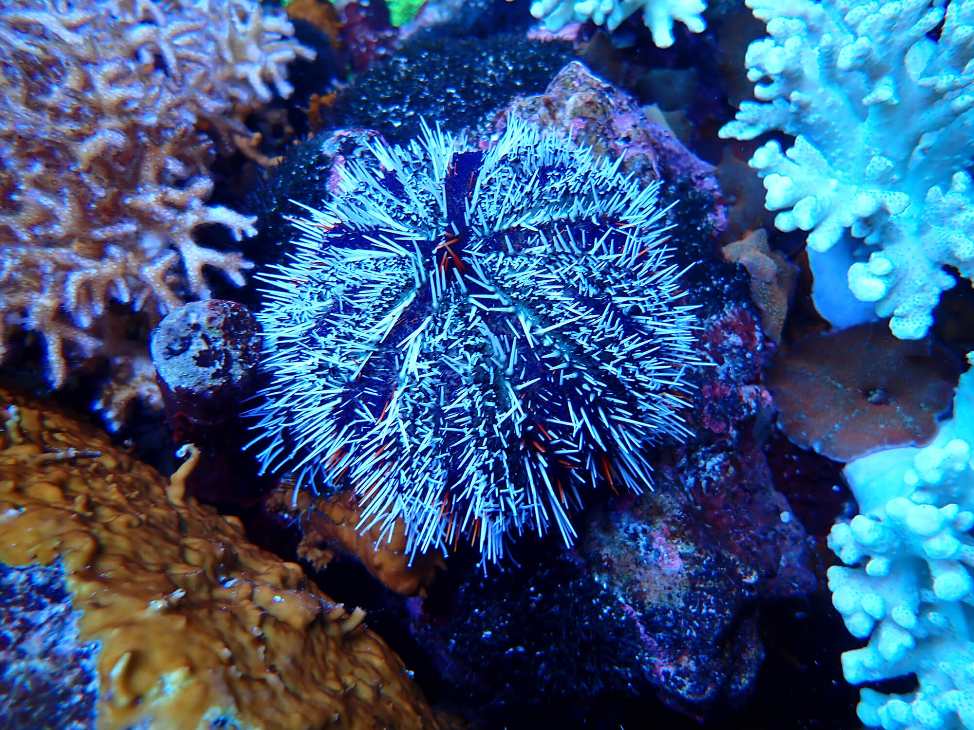サンシャイン水族館 美味しくてすごい生き物展 11 6まで 延長戦 スタート あとなびマガジン