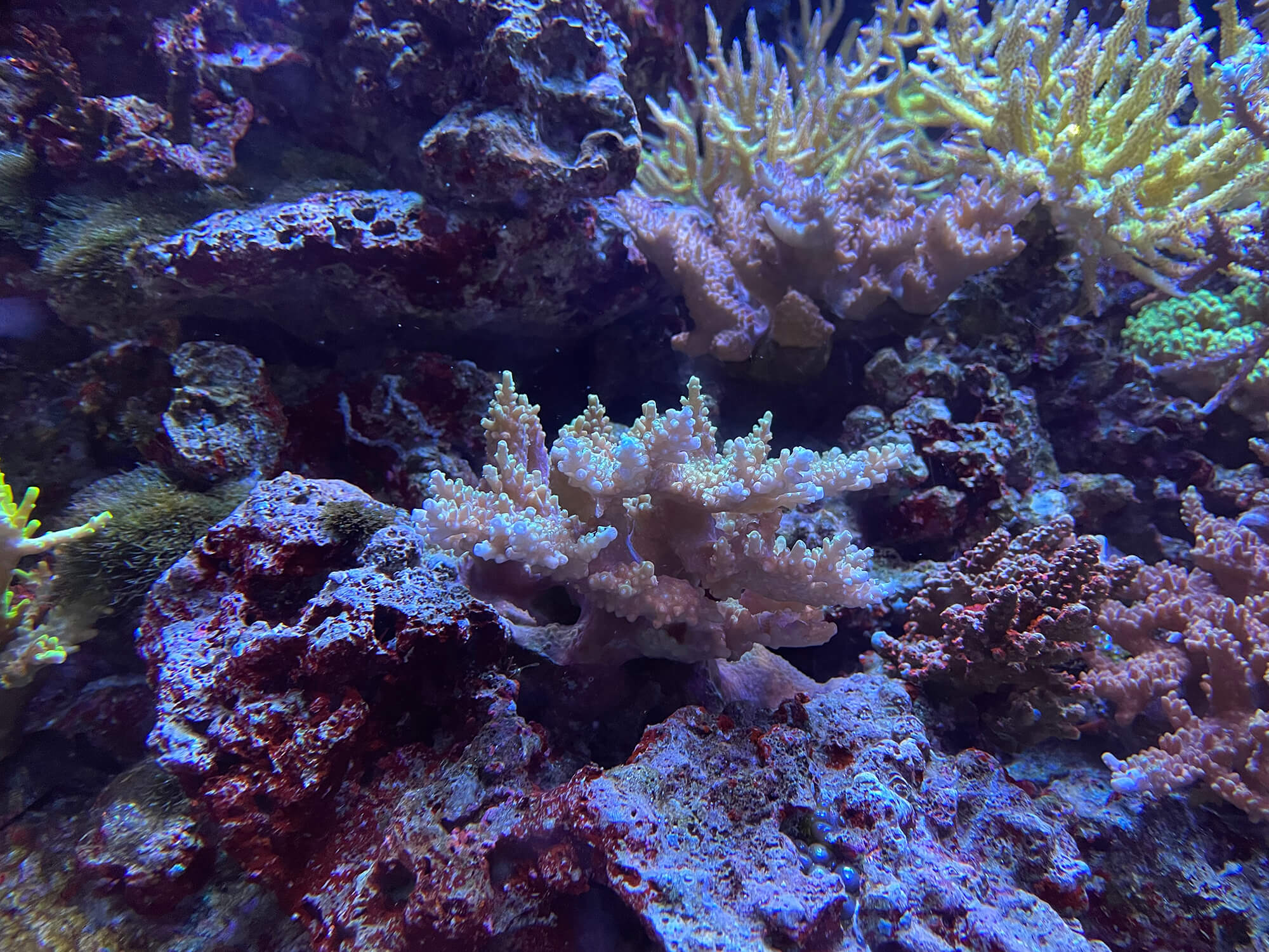 サンゴ礁の展示を深化 マクセル アクアパーク品川に新展示「Coral Lab