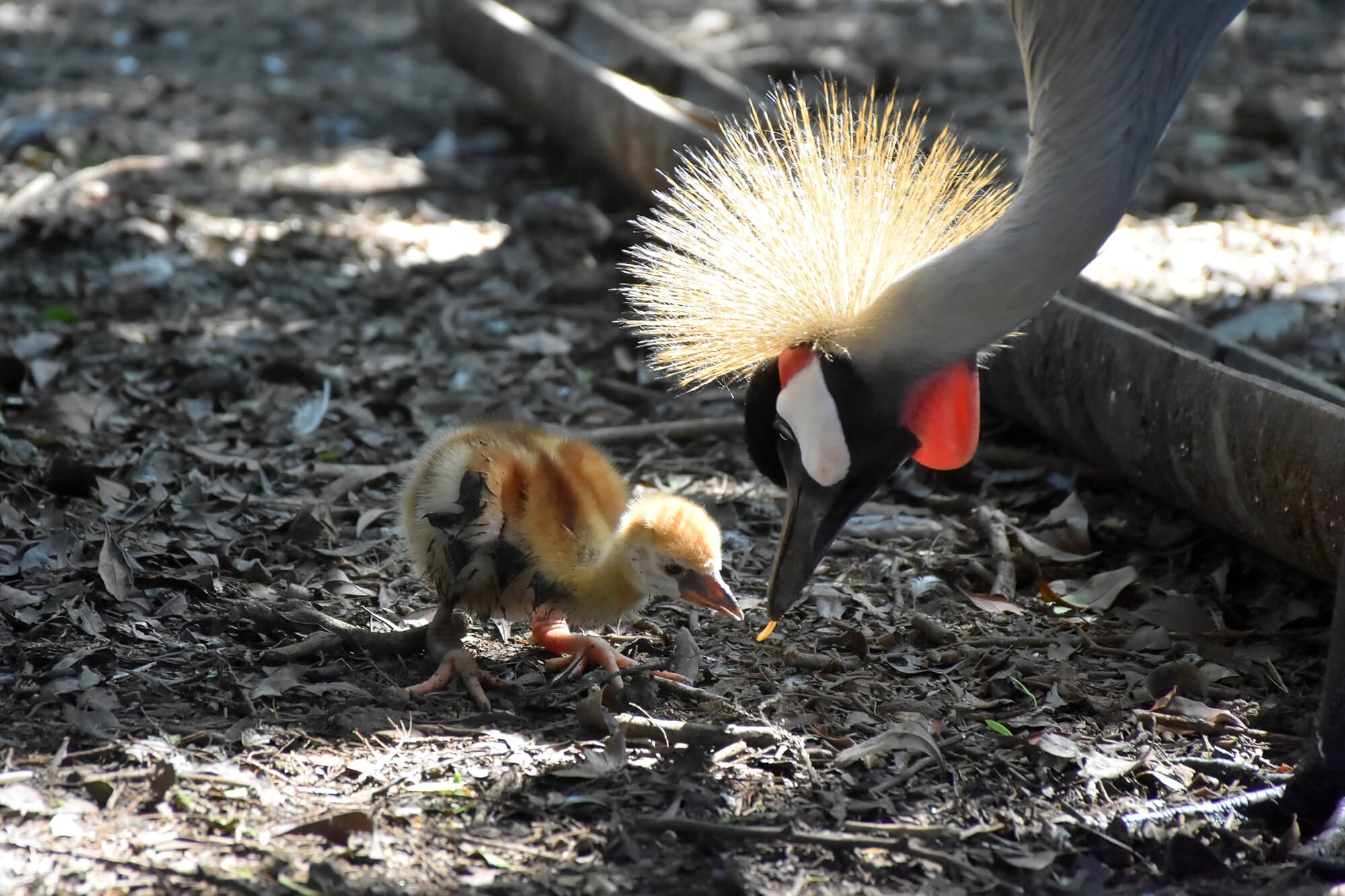 伊豆シャボテン動物公園 ホオジロカンムリヅルの赤ちゃん誕生 あとなびマガジン