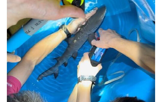サメ ネムリブカ 水槽内での繁殖に成功 アクアワールド 大洗 あとなびマガジン