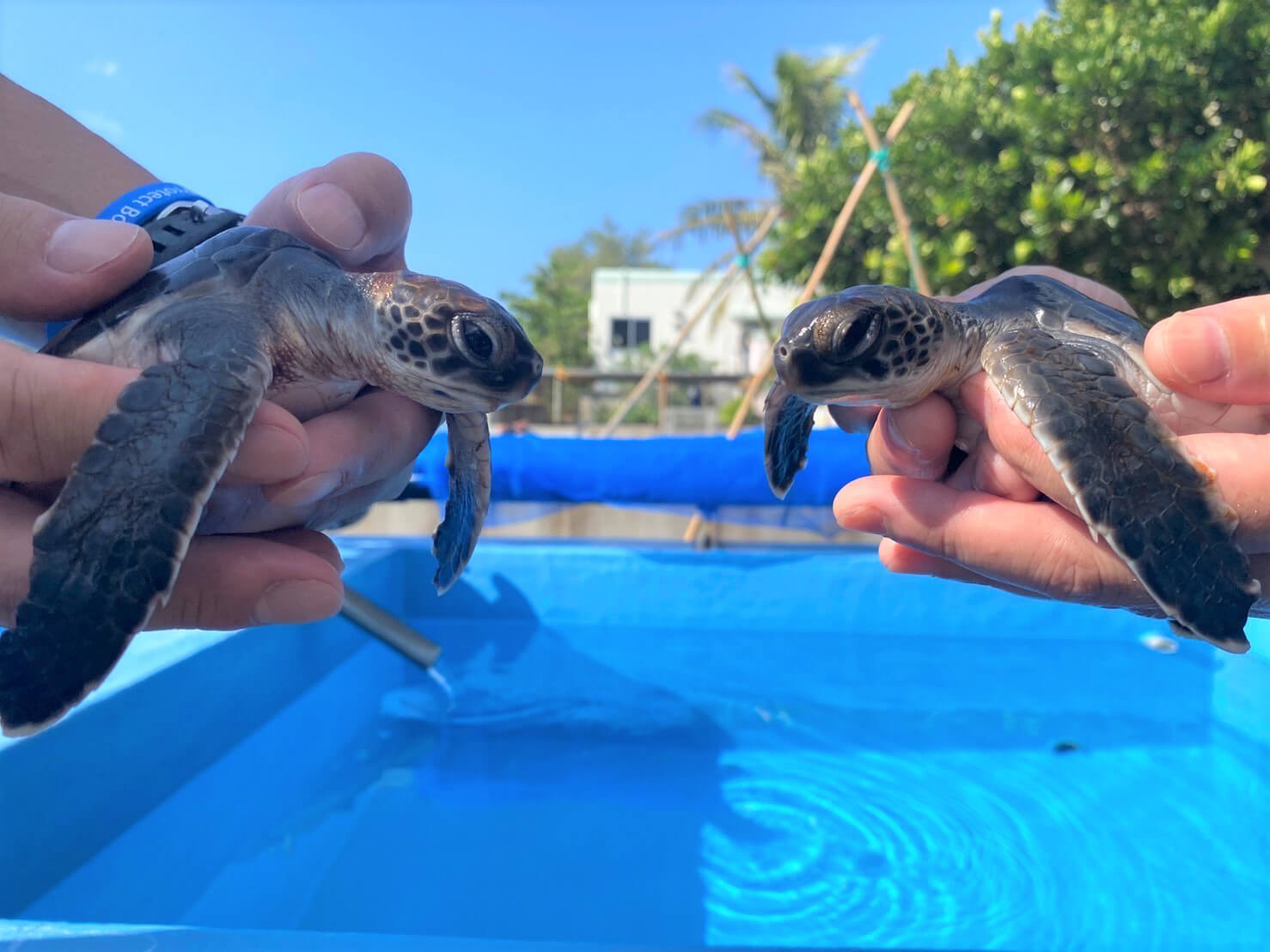アオウミガメの赤ちゃん アオウミガメの赤ちゃん 小笠原諸島の海から預かりすみだ水族館