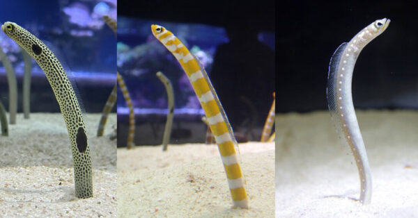 チンアナゴ、ニシキアナゴ、ホワイトスポッテッドガーデンイールの