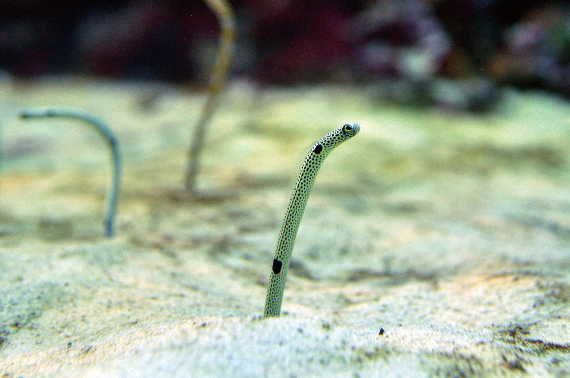 11/11は「チンアナゴの日」 チンアナゴの生態＆見分け方｜あとなびマガジン