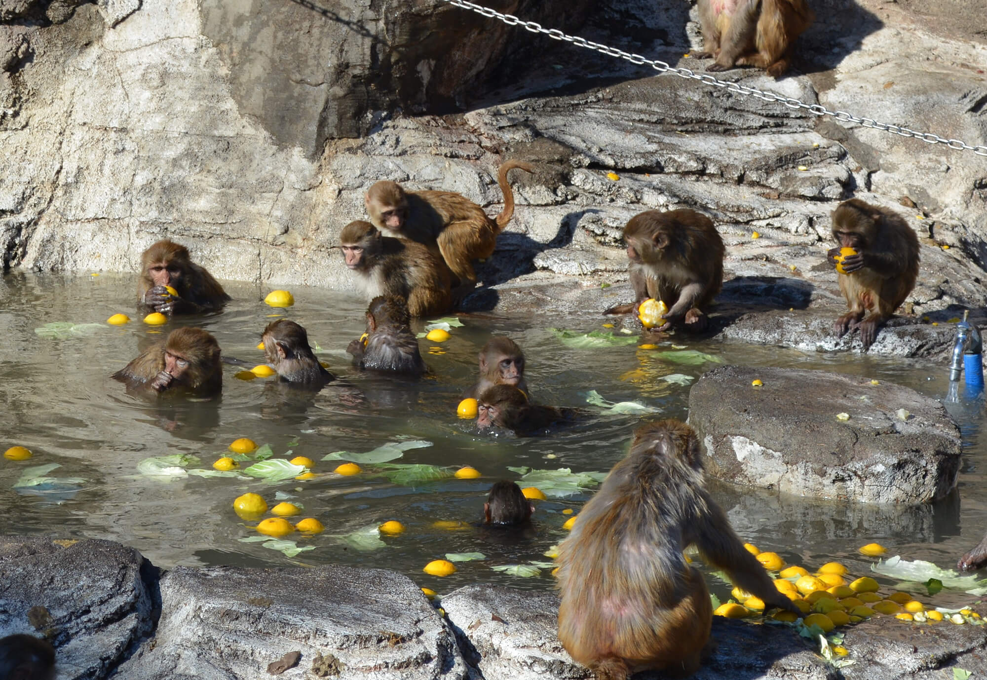 サル山とカピバラの露天風呂 東武動物公園で開催 あとなびマガジン