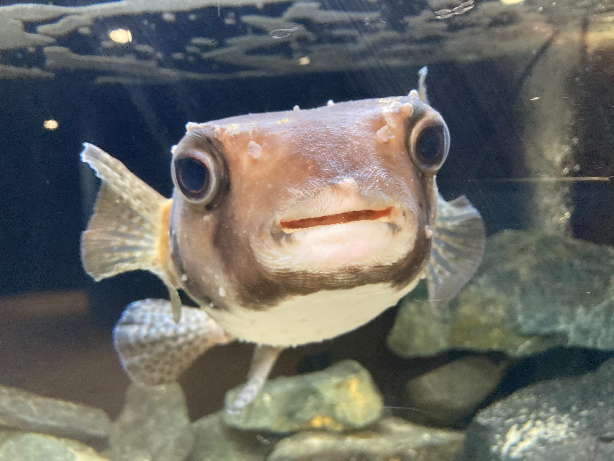 うみがたり、さかなクンが育てたイシガキフグを展示｜あとなびマガジン