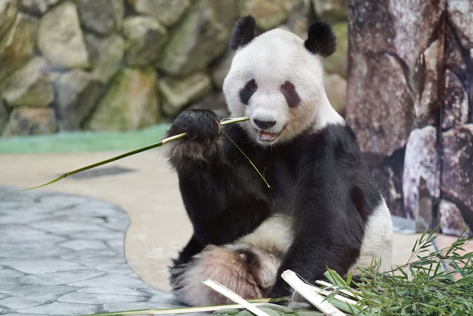 ジャイアントパンダ3頭が中国へ アドベンチャーワールドで歓送セレモニー「ありがとう永明 いってらっしゃい桜浜・桃浜」開催｜あとなびマガジン