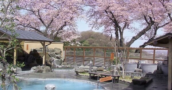 よみうりランド「丘の湯」最後の“お花見温泉” 夜桜ジュエルミネーション開催｜あとなびマガジン