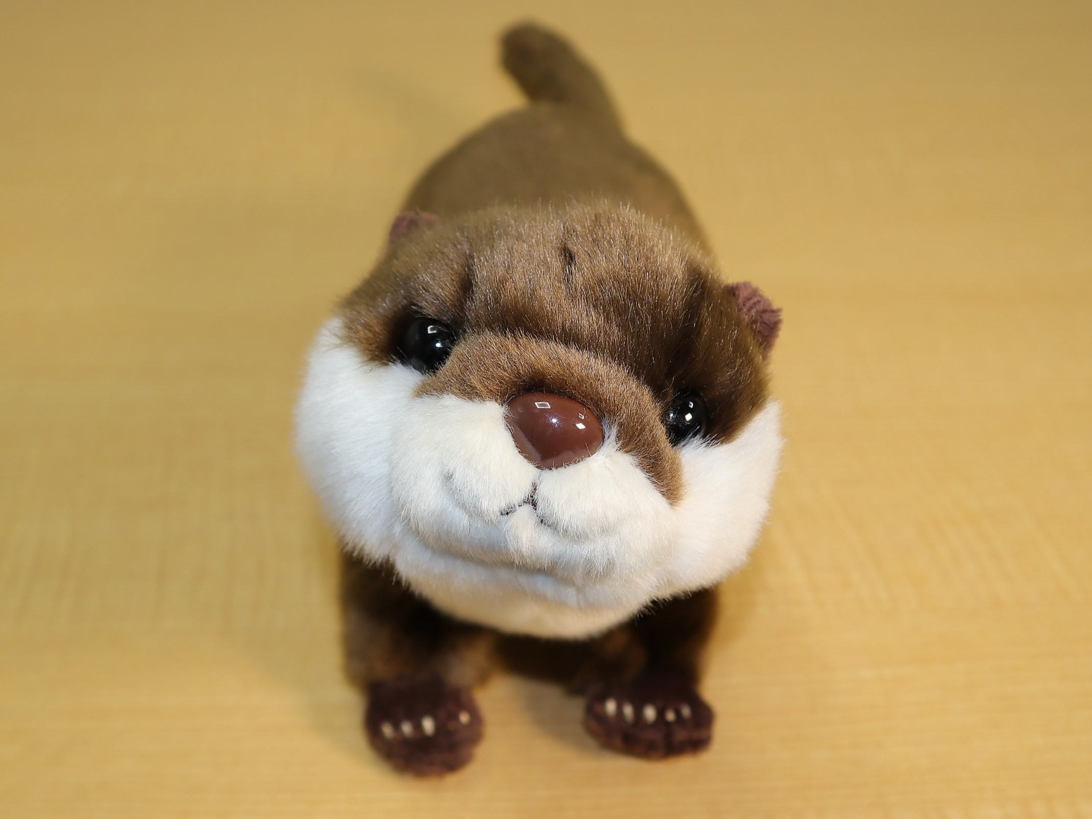 四国水族館「リアルぬいぐるみコツメカワウソ」リニューアルして発売