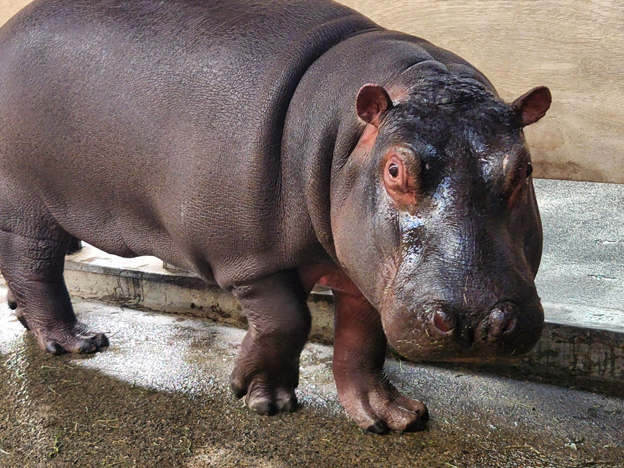 カバのまんぷく君が2歳 東武動物公園バースデーイベント開催｜あとなびマガジン