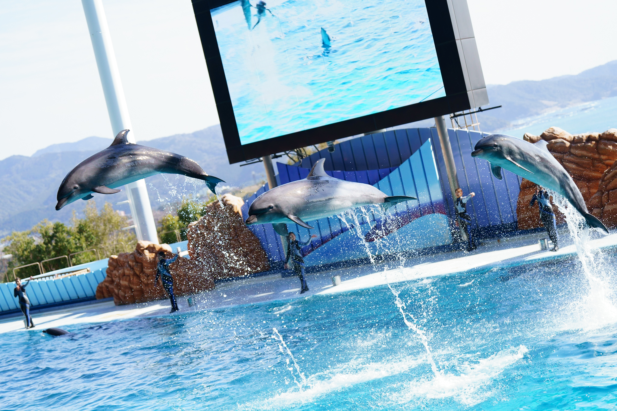 イルカ ハンドウイルカ | いおワールドかごしま水族館