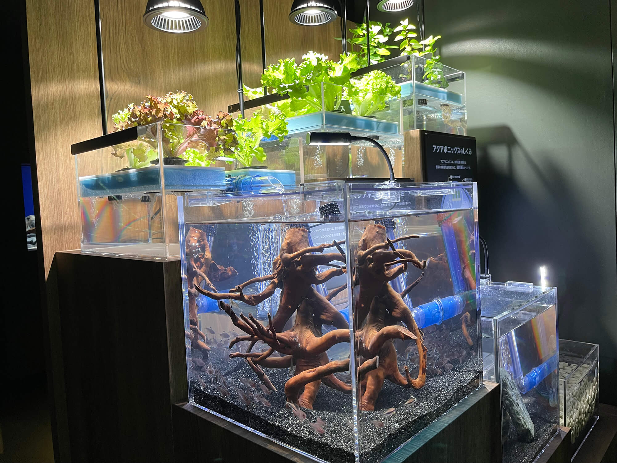 Amazon | テトラ (Tetra) 水槽 アクアリウム310熱帯魚セット