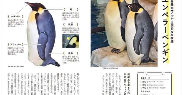 日本で会えるペンギン全12種パーフェクトBOOK発売｜あとなびマガジン