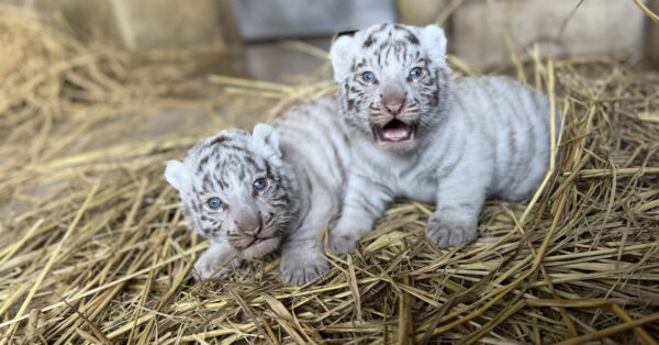 東武動物公園限定ホワイトタイガーキティ 2種 まとめ6個 埼玉東武動物公園ホワイトタイガー | あすなろ舎
