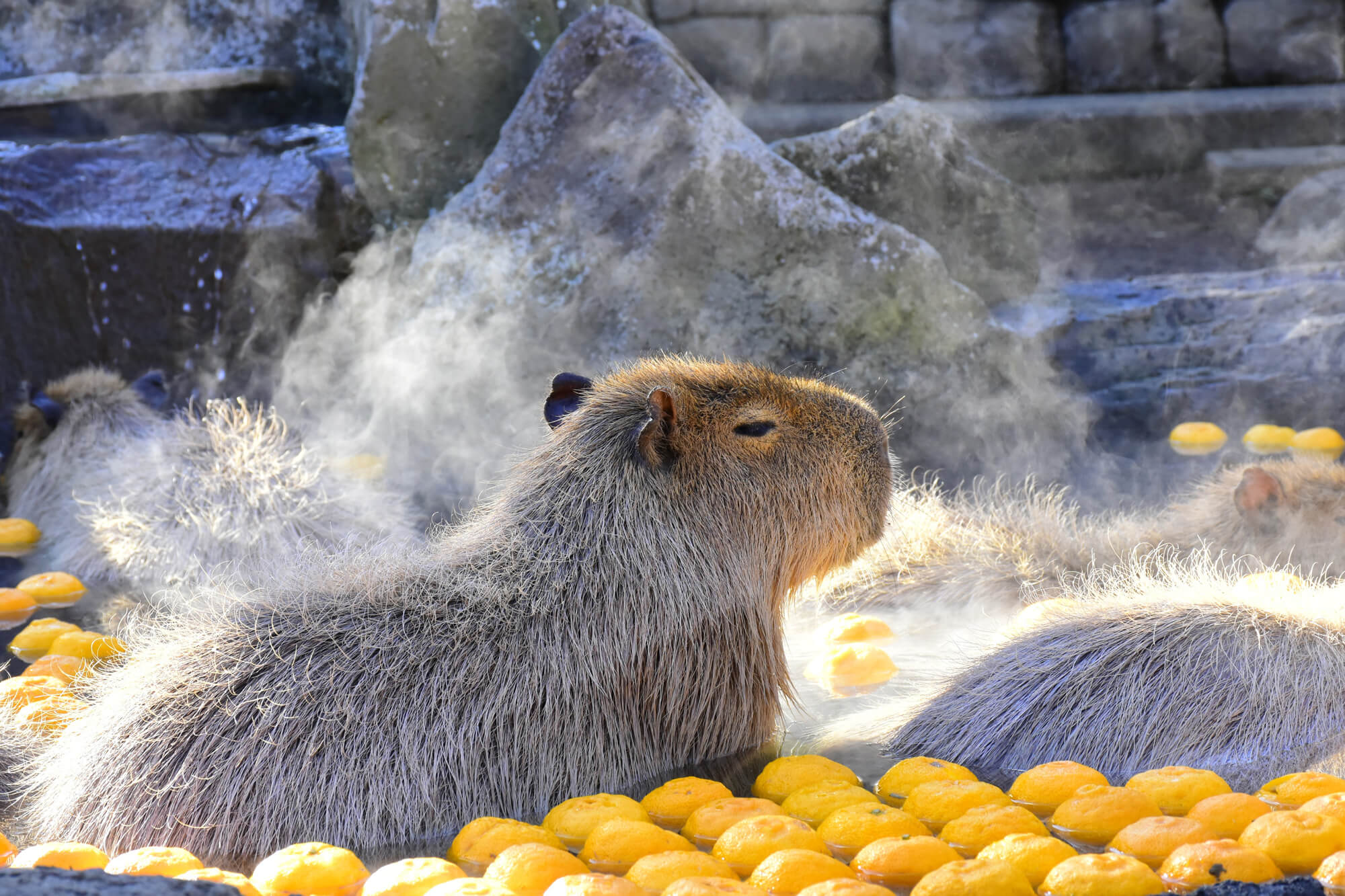 カピバラたちが露天風呂でゆず湯に浸かる 恒例「カピバラのゆず湯
