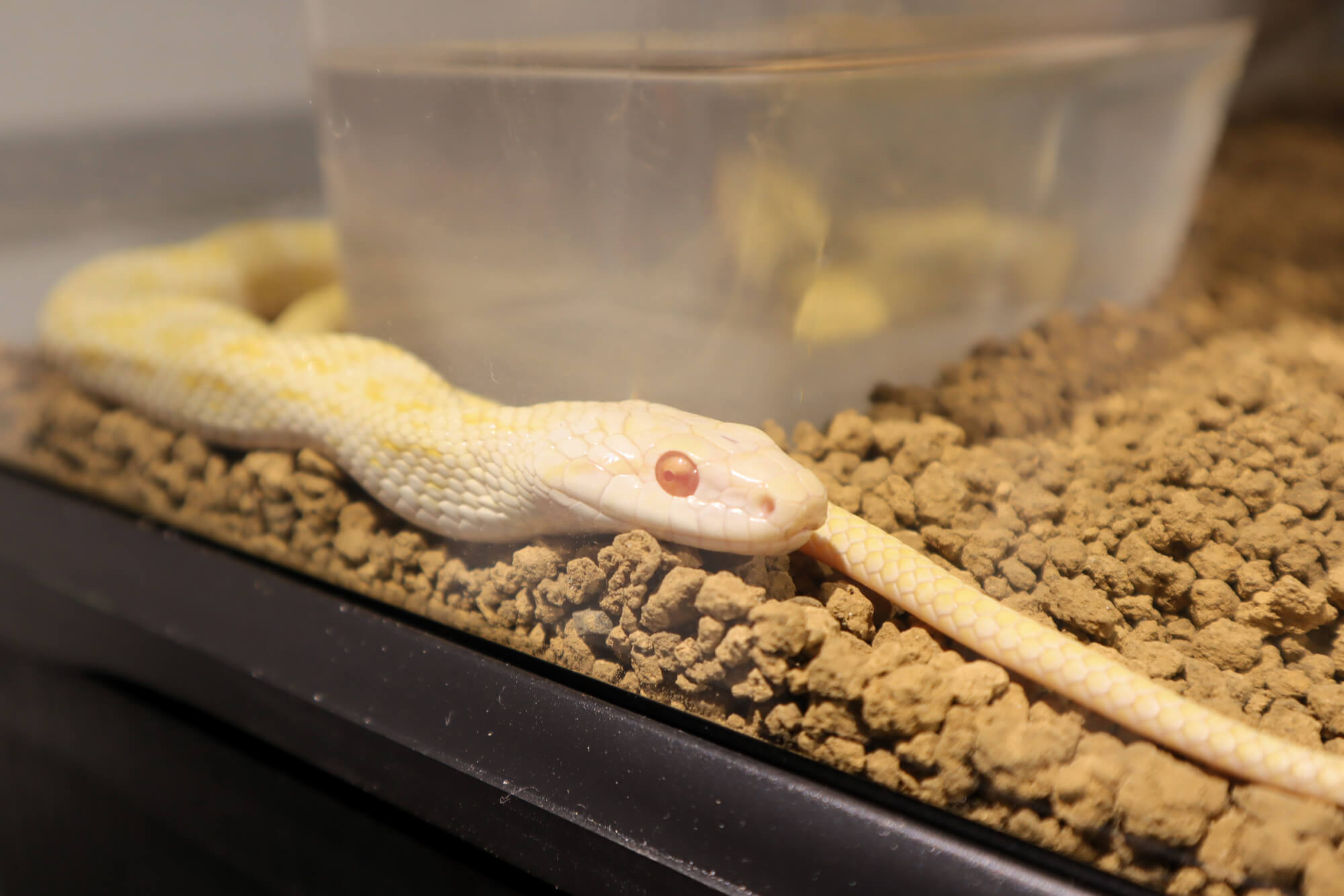 水族館でヘビを展示紹介 四国水族館の干支展「UTA ZOO ～2025巳