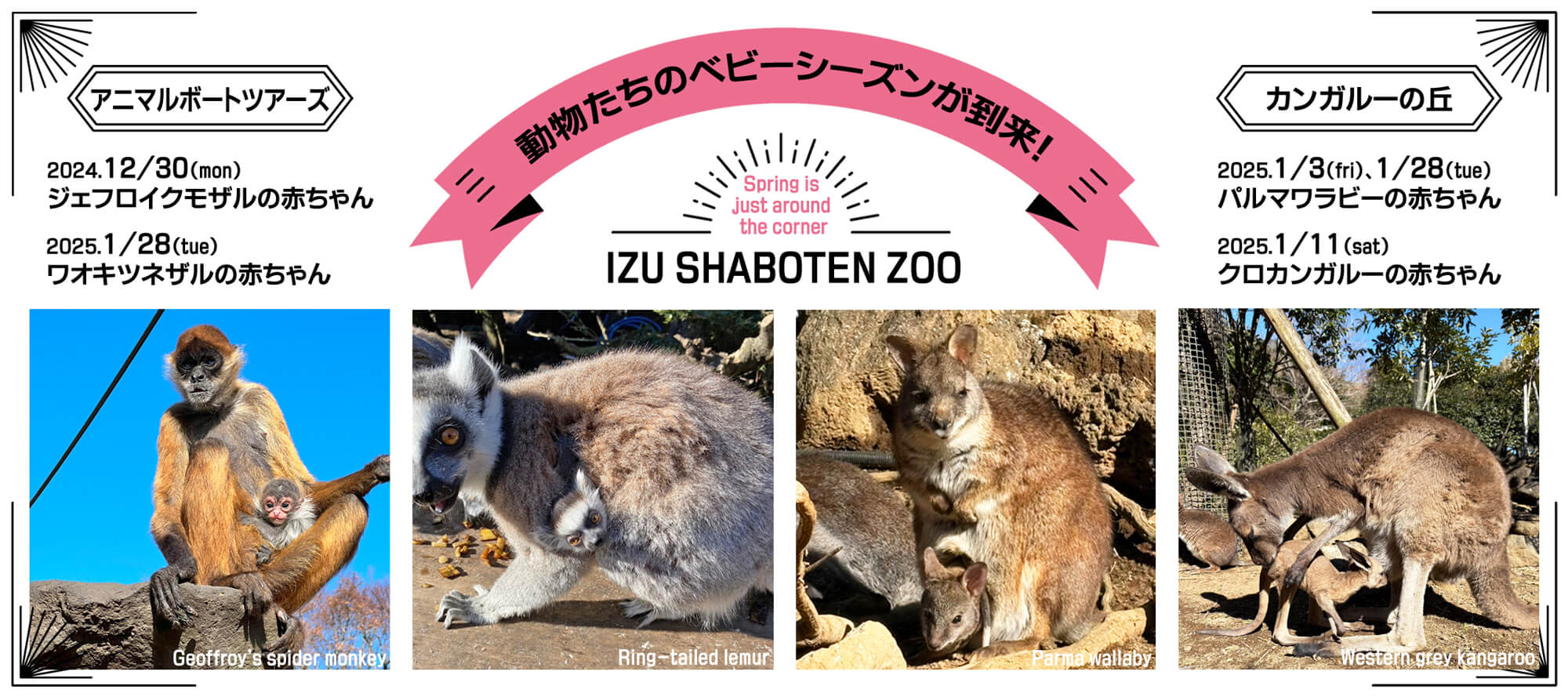 カンガルーやワラビーの赤ちゃん、伊豆シャボテン動物公園に誕生｜あと