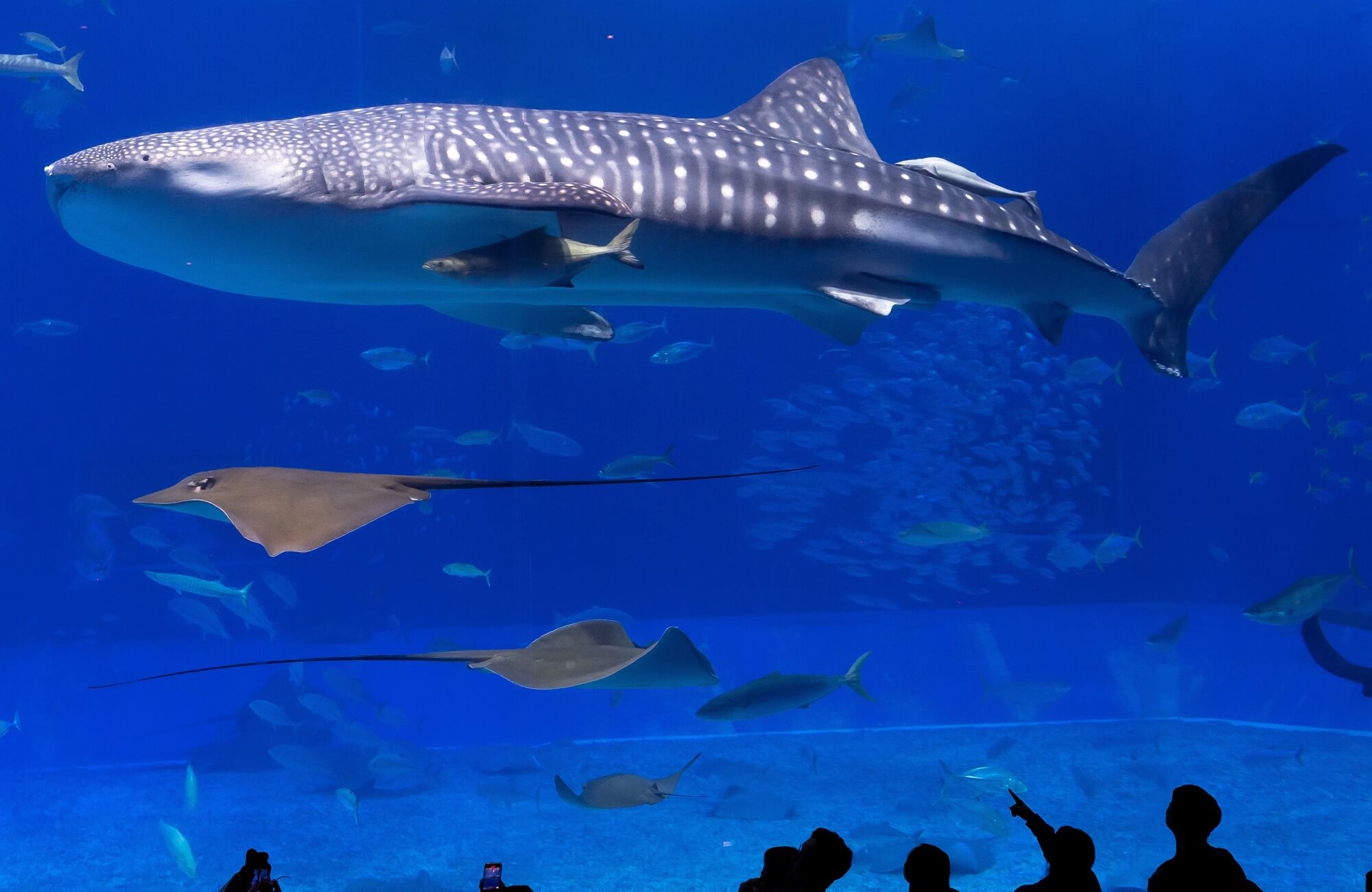 2025.6.28ジンベサメ　沖縄夜行貝 2025.6.28ジンベサメ 沖縄夜行貝