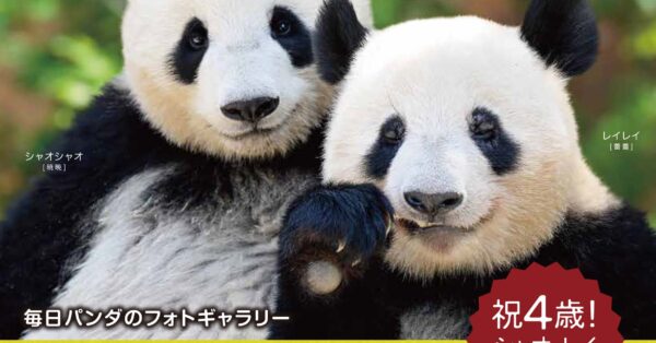 値下げ　上野動物園　シャオシャオ＆レイレイ　４歳記念　誕生日　ハット 祝4歳！！上野の双子パンダ・シャオシャオとレイレイ、待望の