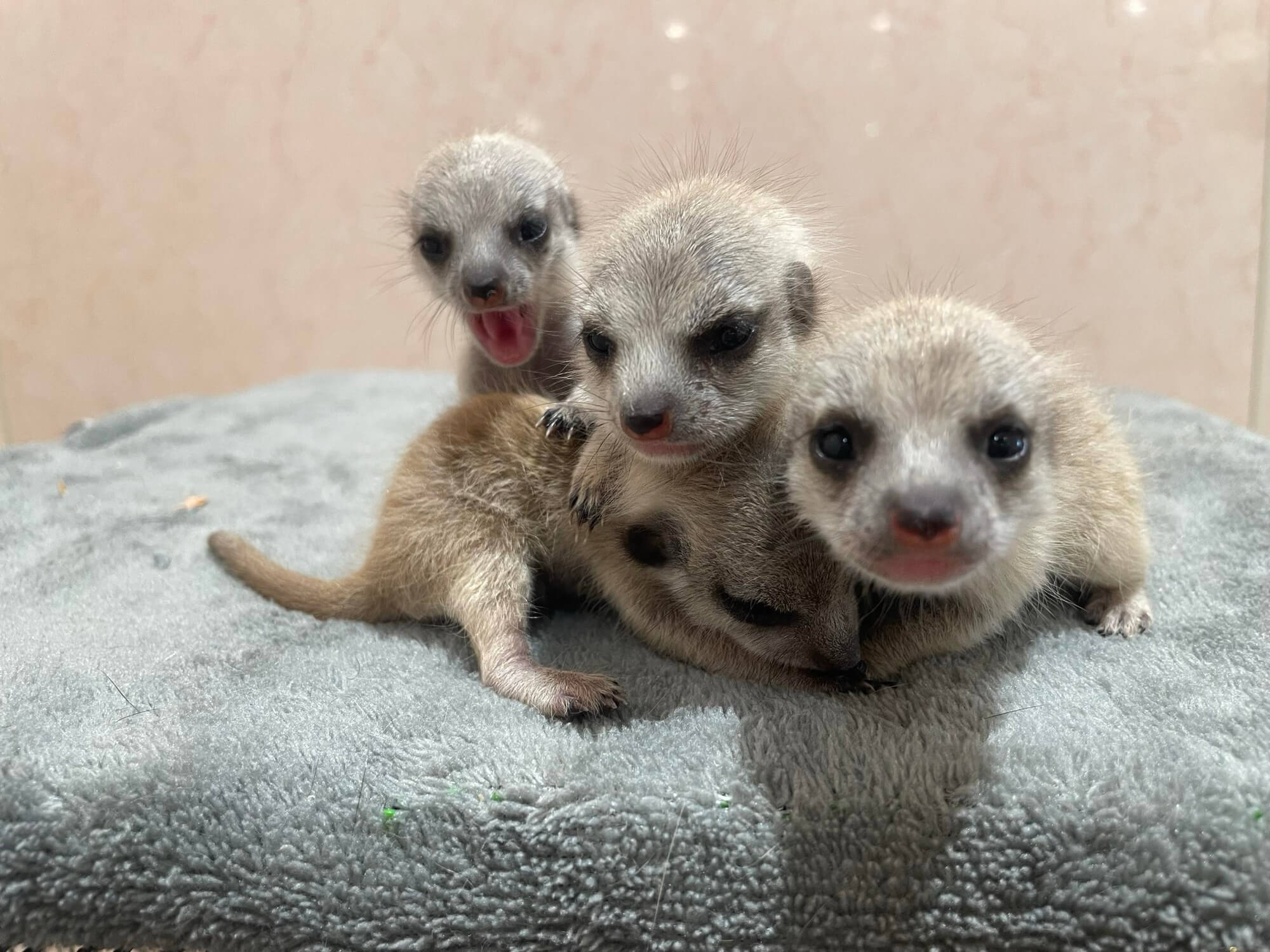 アニタッチ、ミーアキャットとワオキツネザルの赤ちゃんが誕生｜あと