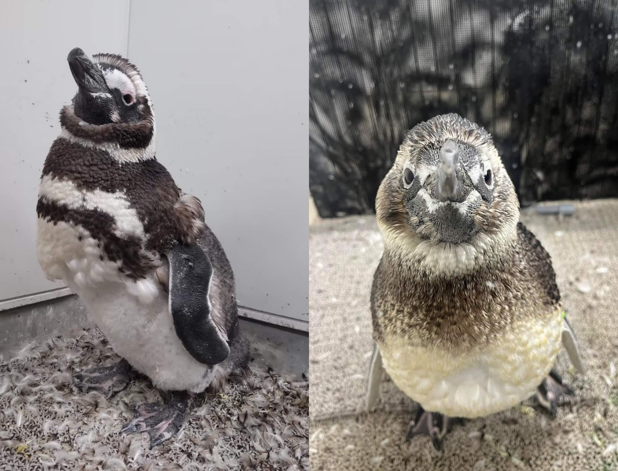 ペンギンの「換羽」を知るすみだ水族館でパネル展示 「換羽