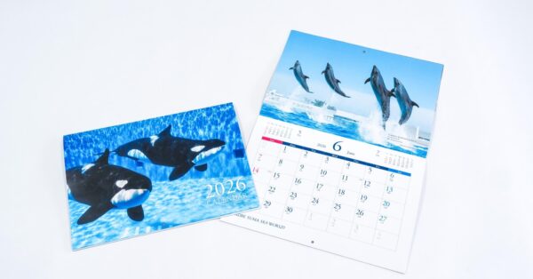 神戸須磨シーワールド限定 コレクションカード シャチ 4種 R SR N シャチたち水族館の動物を撮り下ろし 神戸須磨シーワールド2026