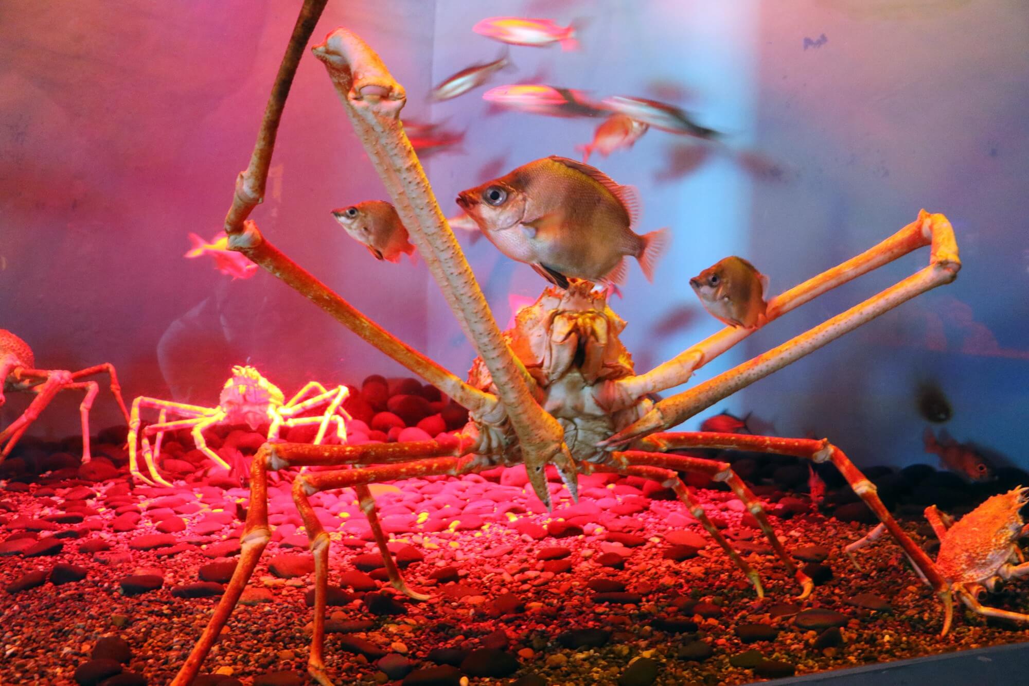 八景島「深海生物まつり」関東最大級500点以上を展示｜あとなびマガジン