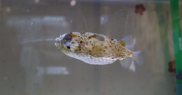 うま”すぎる魚を紹介 四国水族館で干支イベント｜あとなびマガジン