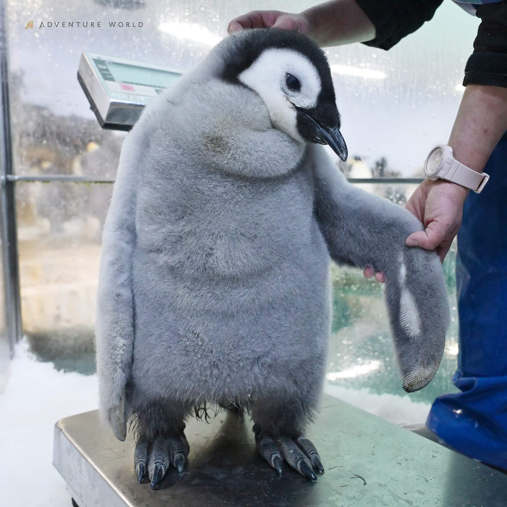 エンペラーペンギンの赤ちゃん、初めてのプールで泳ぎの練習を公開