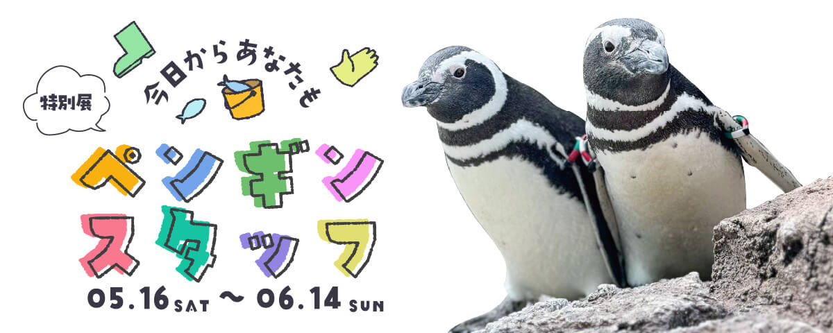 新人ペンギンスタッフ気分に 特別展「今日からあなたもペンギン